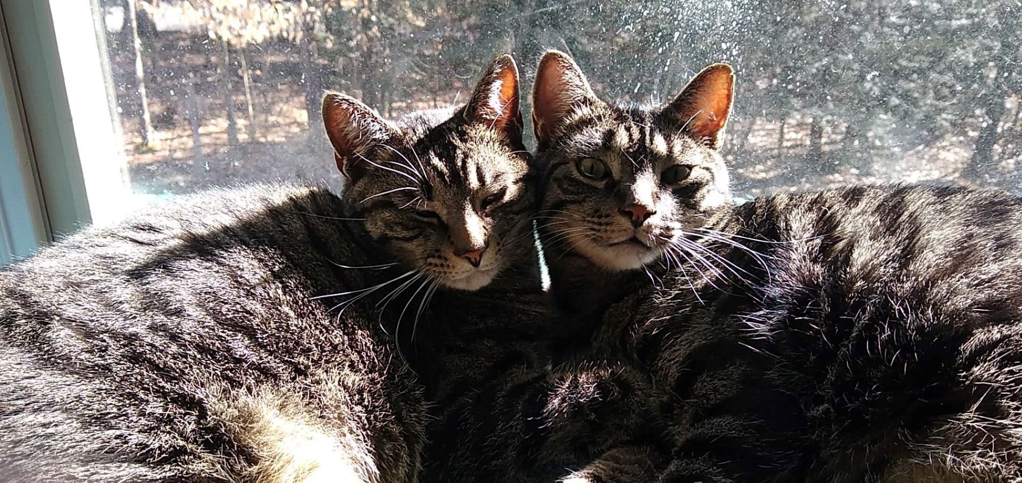 Two cats laying with their faces next to each other in the sun