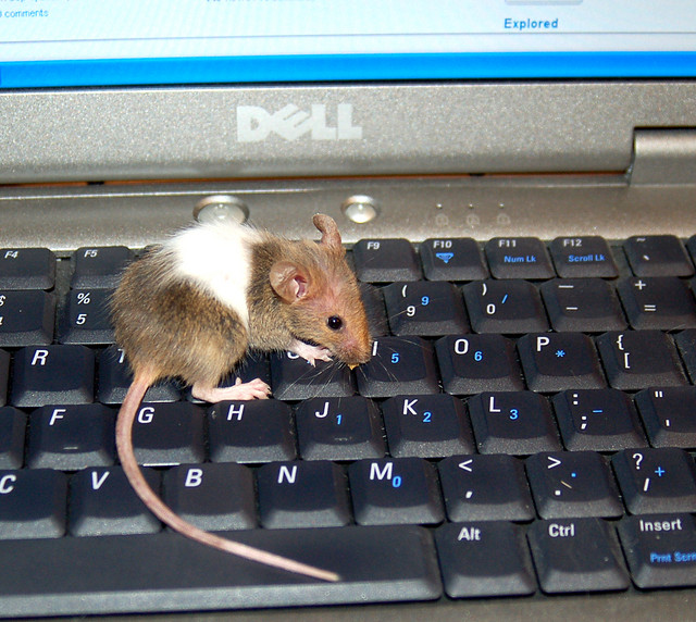 A brown and white mouse with a long tail, on a keyboard.