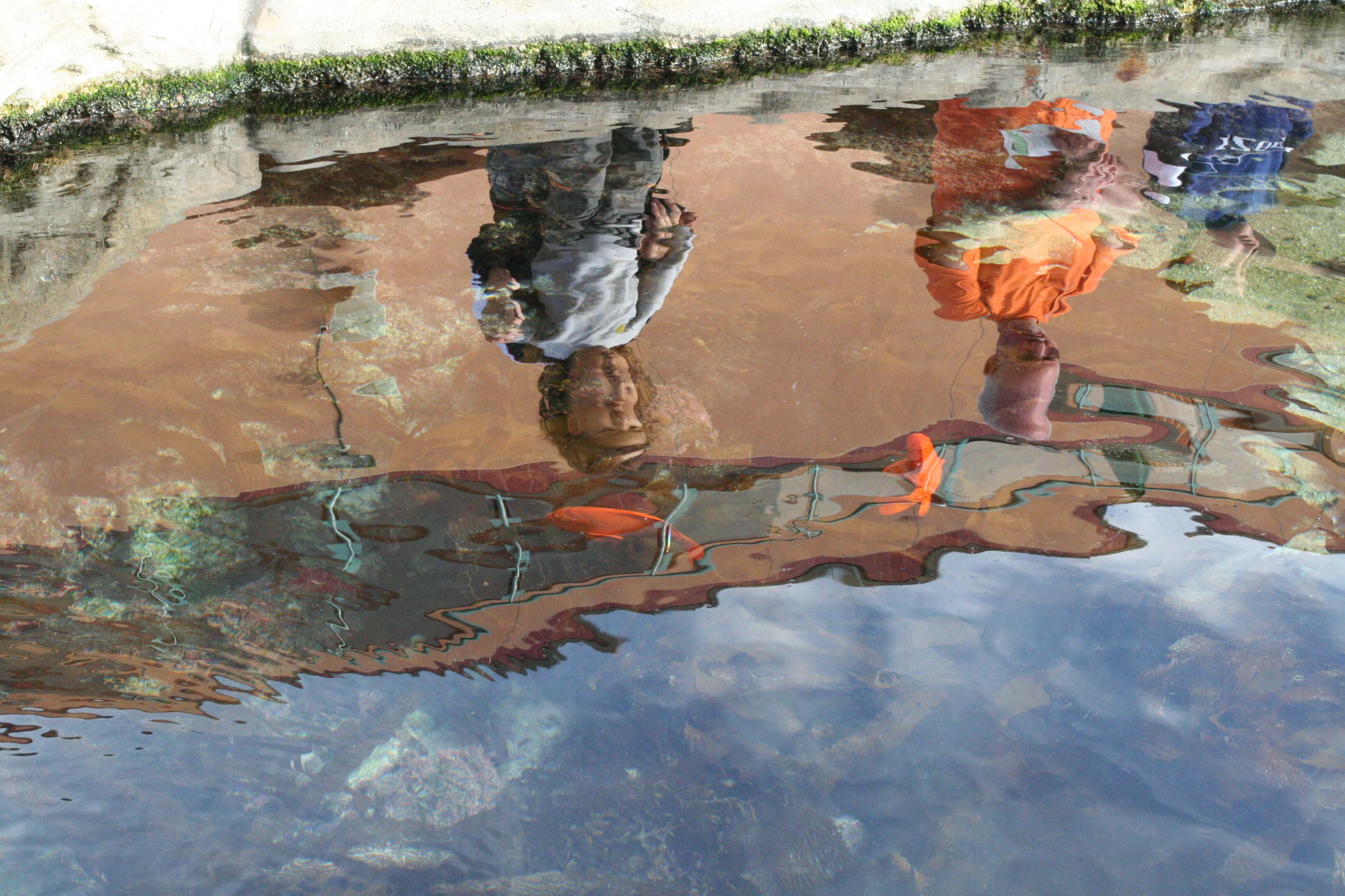 Koi fish in a reflecting pond
